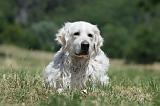 GOLDEN RETRIEVER 1182